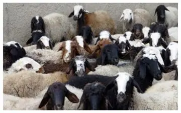 اعلام قیمت دام زنده در بازار/ افزایش ۵۰ درصدی عرضه دام سبک