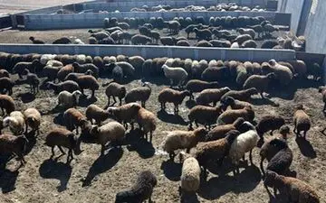 قیمت دام زنده در محرم ۱۴۰۴ / گوسفند زنده کیلویی چند؟