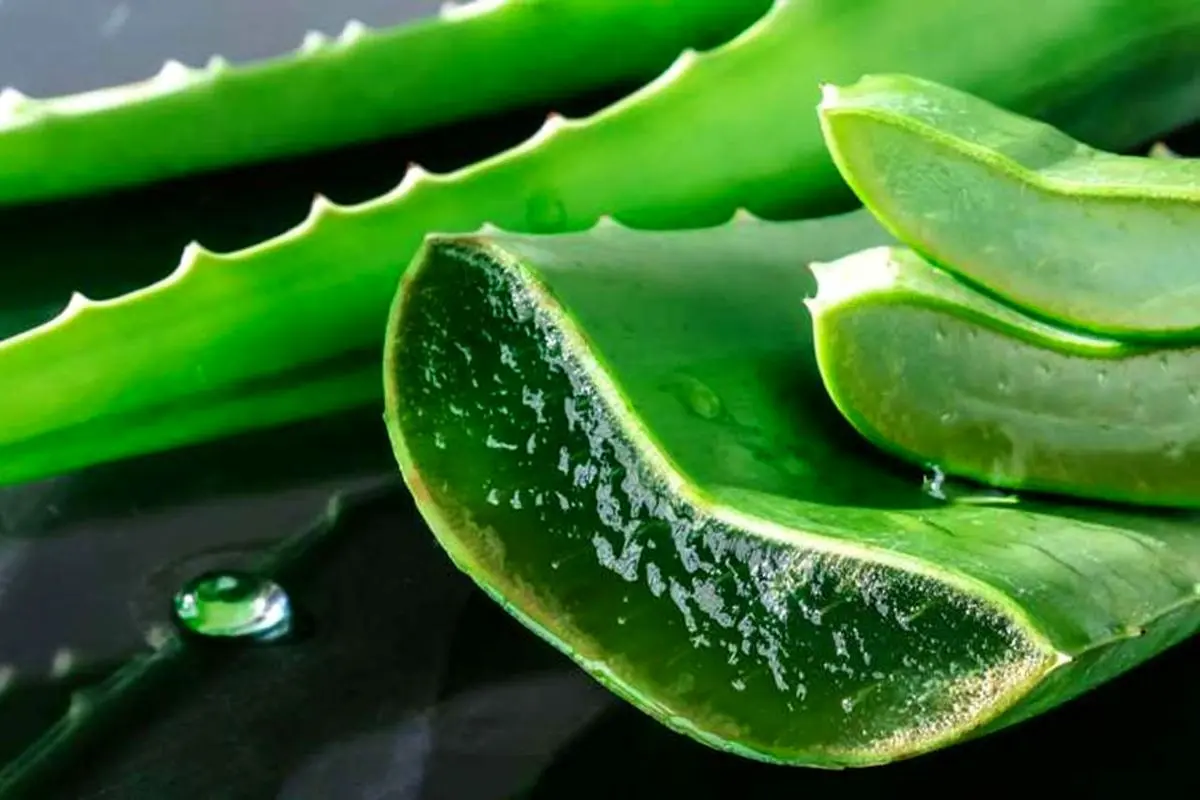آلوئه ورا: گیاهی که می‌تواند شما را ثروتمند کند /  گیاهی با خواص درمانی و زیبایی
