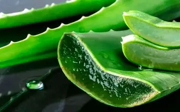 آلوئه ورا: گیاهی که می‌تواند شما را ثروتمند کند /  گیاهی با خواص درمانی و زیبایی