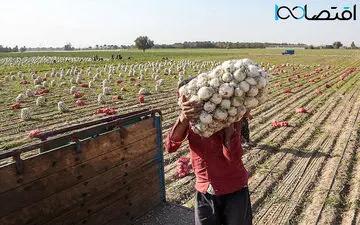 گوجه فرنگی و سیب زمینی در انتظار بلای گرانی پیاز؟