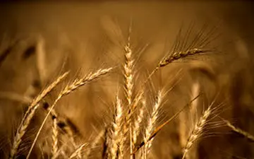 آغاز خرید تضمینی گندم از فردا/پیش‌بینی حدود ۱۱ میلیون تنی برای امسال