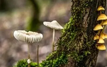 افزایش قربانیان مصرف قارچ در کشور به ۱۵ نفر ؛ ۱۱۶ نفر در بیمارستان !