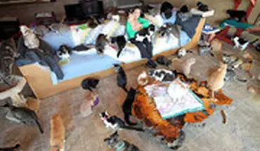 زندگی یک زن با ۲۰۰ گربه