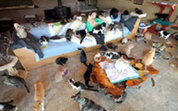 زندگی یک زن با ۲۰۰ گربه