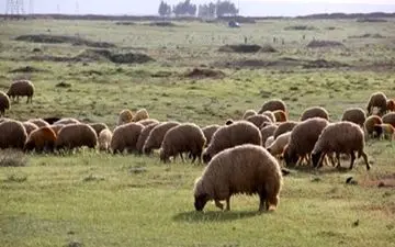 کشف ۲۳۵ رأس احشام سبک قاچاق در ثلاث‌باباجانی