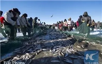 ممنوعیت صید آبزیان در استان‌های بوشهر و خوزستان از ۱۵ تیرماه