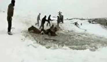 نجات یک گله اسب از غرق شدن در رودخانه‌ای یخ زده