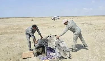 کشف ۲۷ پرنده زنده و دستگیری ۴ متخلف صید پرندگان شکاری در جاسک