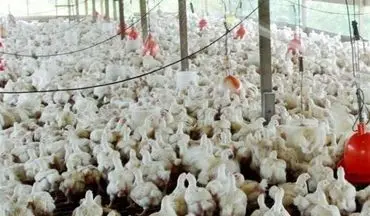 حذف آنتی‌بیوتیک‌ از چرخه تولید مرغ در کشور