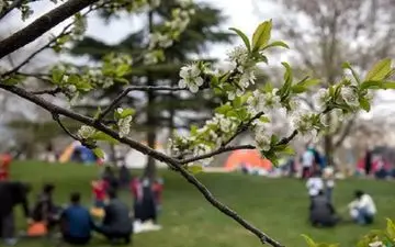 یک جشنِ عروس و مادرشوهری در سیزده بدر!

