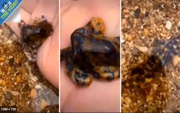 وسوسه سلفی‌گرفتن با اختاپوس کار دست زن میانسال داد!