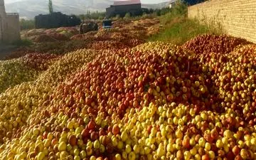 قیمت خرید سیب صنعتی مشخص شد