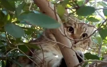  گربه‌ای با دو صورت و سه چشم+عکس