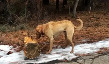 سگ قدرتمندی که کنده درخت را تنهایی جابجا می‌کند + فیلم