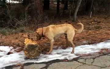 سگ قدرتمندی که کنده درخت را تنهایی جابجا می‌کند + فیلم