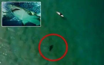 فرار موج‌سوار از حمله کوسه در آخرین لحظات