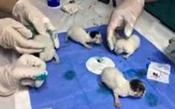 جداسازی بچه گربه‌های به هم چسبیده