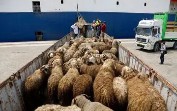 قیمت دام زنده امروز جمعه ۲۴ بهمن ۱۴۰۴