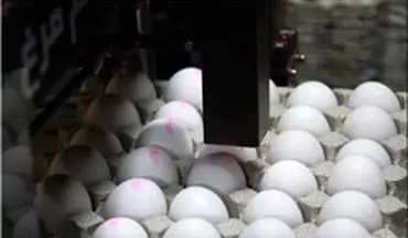 فاصله ۶۰ درصدی قیمت تخم مرغ از تولید تا مصرف/ ترکیه بازار تخم مرغ ایران در عراق را گرفت