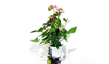 رباتی که هر گیاهی را آفتابگردان می‌کند