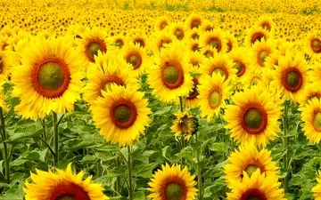 اگر این معما را حل کنید، بسیار باهوش هستید