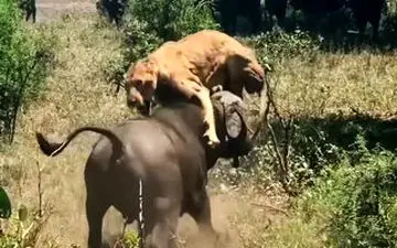    فیلم/  ناک اوت شدن شیر توسط بوفالو