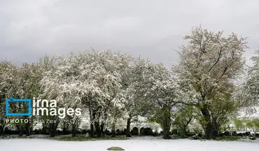 بارش اولین برف پاییزی چهره زنجان را سفید پوش کرد