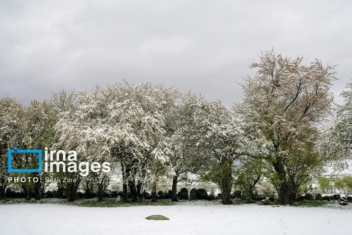 بارش اولین برف پاییزی چهره زنجان را سفید پوش کرد