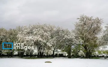 بارش اولین برف پاییزی چهره زنجان را سفید پوش کرد
