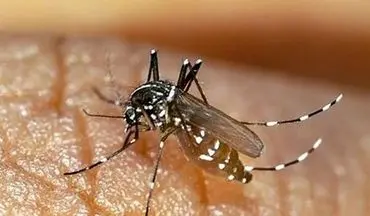 شمار مبتلایان به تب دنگی در هرمزگان به ۱۶۸ تَن رسید