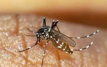 شمار مبتلایان به تب دنگی در هرمزگان به ۱۶۸ تَن رسید