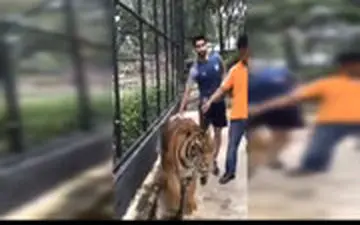  فوتسالیست ایرانی در قفس ببر!