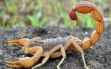 زن عقرب گیر دستگیر شد + جزییات