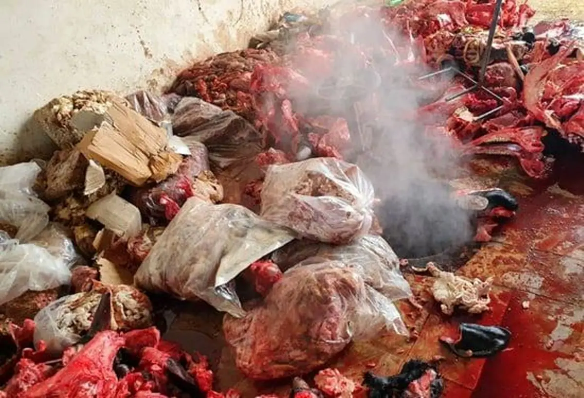 کشف و امحاء بیش از ۱۵۰۰ کیلو گوشت غیرقابل مصرف