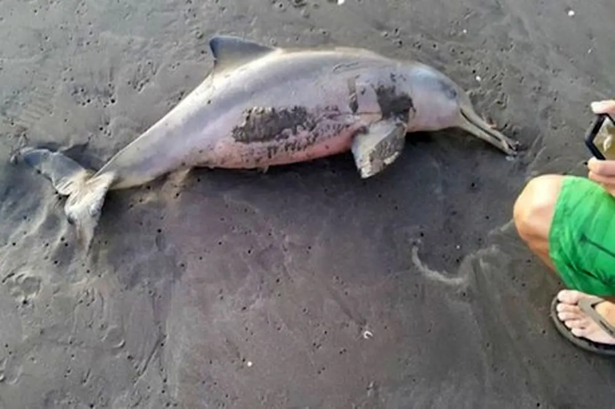 مرگ تلخ بچه دلفین در جنون سلفی گردشگران
