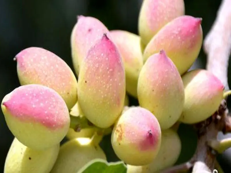 زمان استفاده از کود اوره برای درخت پسته