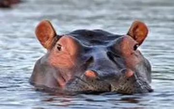 اسب آبی که مهمان ناخوانده پمپ بنزین شد 