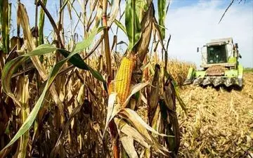 ‍ پایان برداشت ذرت دانه ای در شهرستان کرمانشاه 