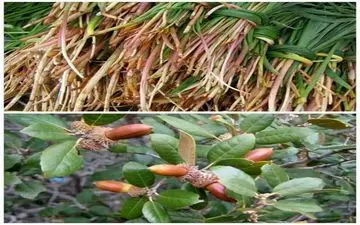 محقق کرمانشاهی نقش بسیار مؤثر سورانه و بلوط در ترمیم زخم را کشف کرد