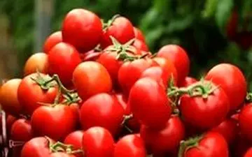 نقش گوجه فرنگی در سلامت لثه