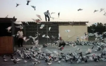 کفتربازی نوجوان 14 ساله به قتل جوانی در کرمانشاه ختم شد