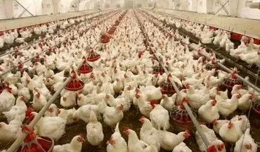 کشف بیش از 8 هزار قطعه مرغ گوشتی احتکاری در کرمانشاه 
