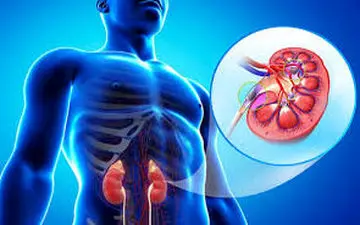 اینگونه از بیماریهای کلیوی جلوگیری کنید!