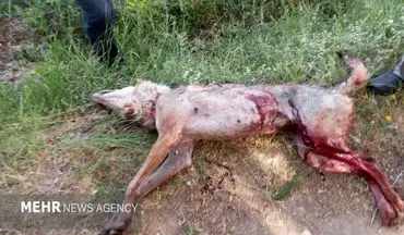 حمله یک گرگ هار به یک روستا/ یک زن و کودک مجروح شدند