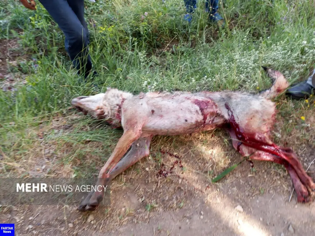 حمله یک گرگ هار به یک روستا/ یک زن و کودک مجروح شدند