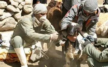 واکسیناسیون رایگان بیش از پنج میلیون دام در کرمانشاه