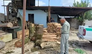 کشف ۱۲۰ تن چوب نراد قاچاق در گیلان