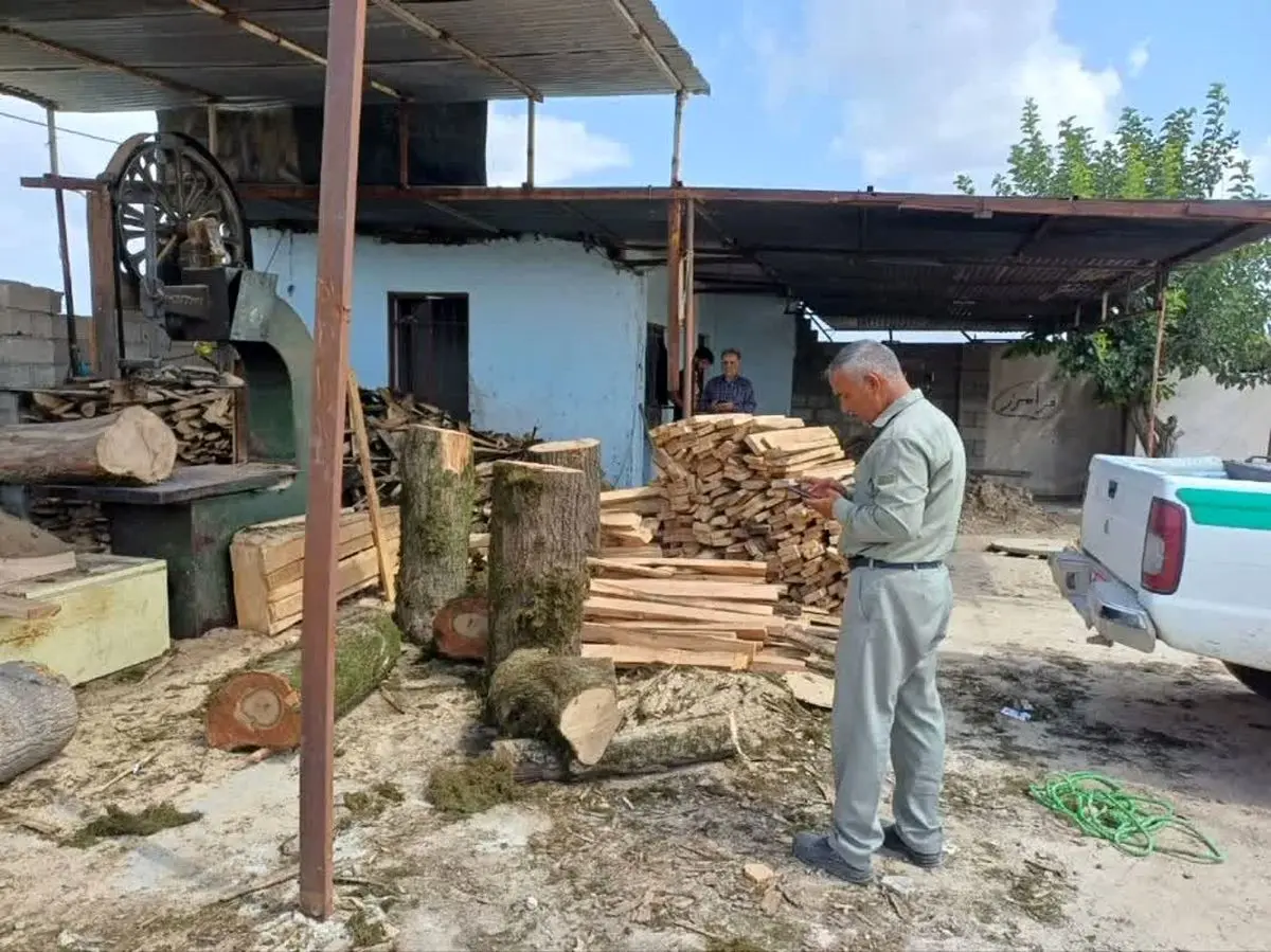 کشف ۱۲۰ تن چوب نراد قاچاق در گیلان