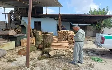 کشف ۱۲۰ تن چوب نراد قاچاق در گیلان